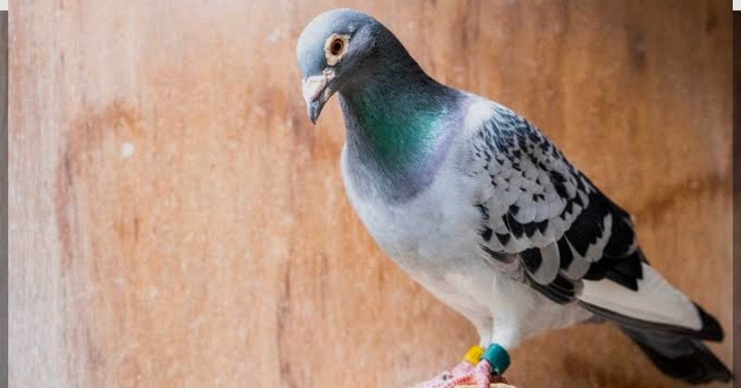 slachtduiven 3 euro perstuk., Dieren en Toebehoren, Vogels | Duiven