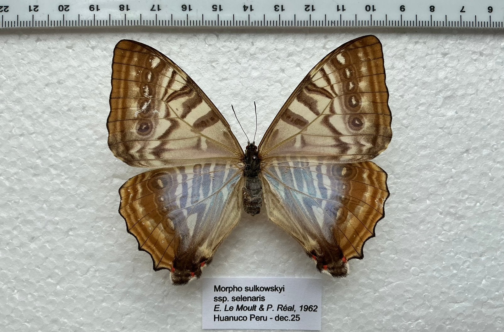 Morpho zulkowskyi, vrouwelijke vlinder, Ophalen of Verzenden, Zo goed als nieuw