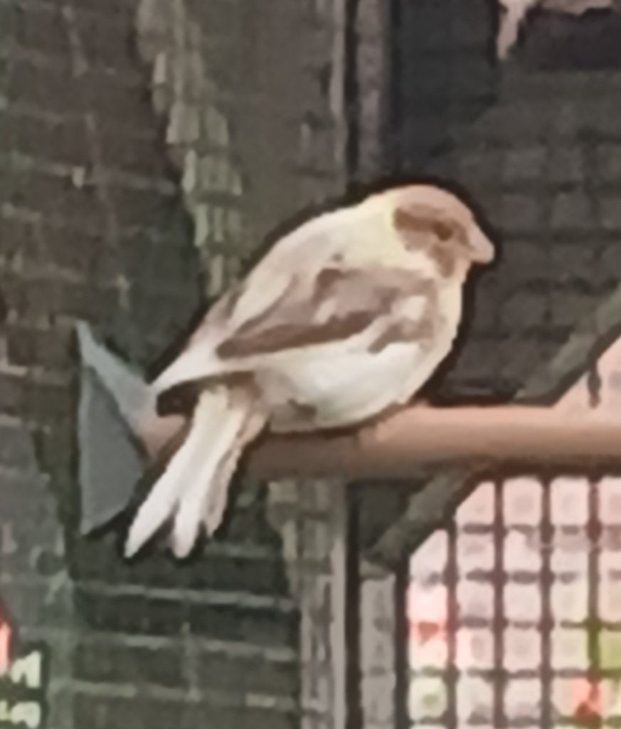 jonge kanaries te koop, Dieren en Toebehoren, Vogels | Kanaries, Geslacht onbekend, Zangkanarie