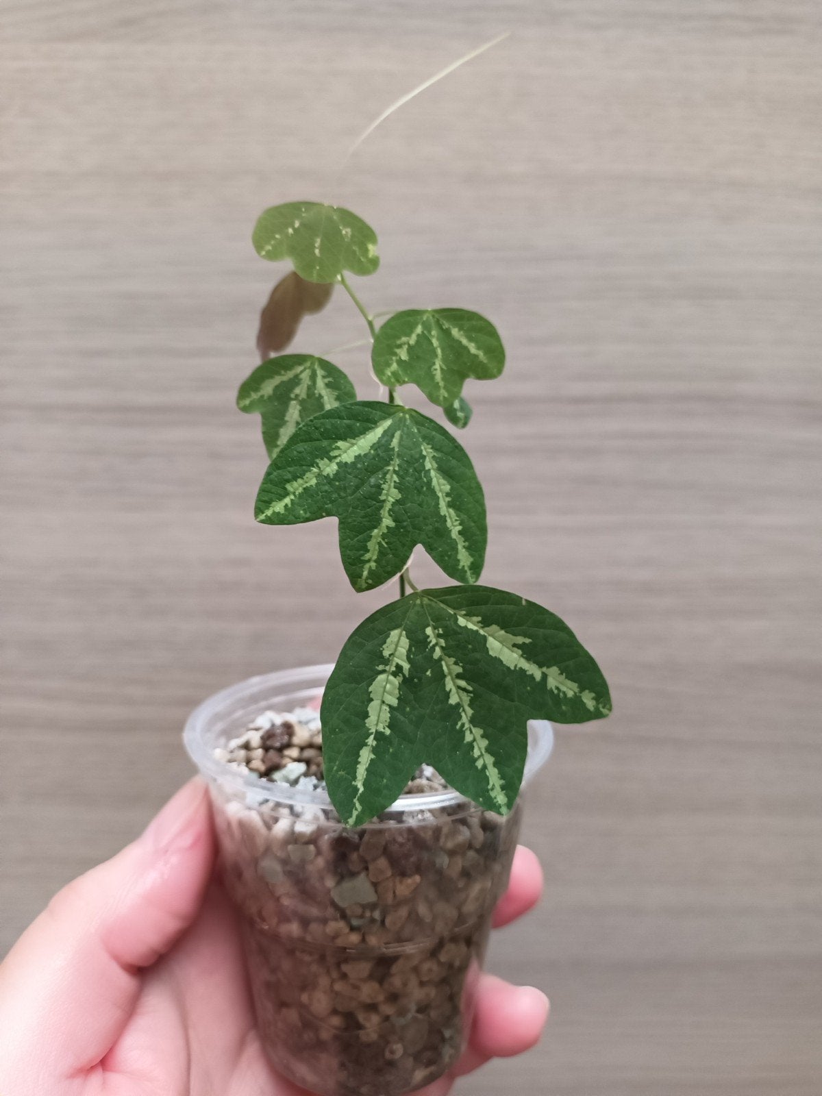 Passiflora trifasciata, Huis en Inrichting, Ophalen of Verzenden