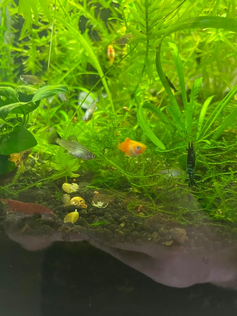 Platys, jonge visjes, Dieren en Toebehoren, Vissen | Aquariumvissen, Vis, Zoetwatervis, Schoolvis