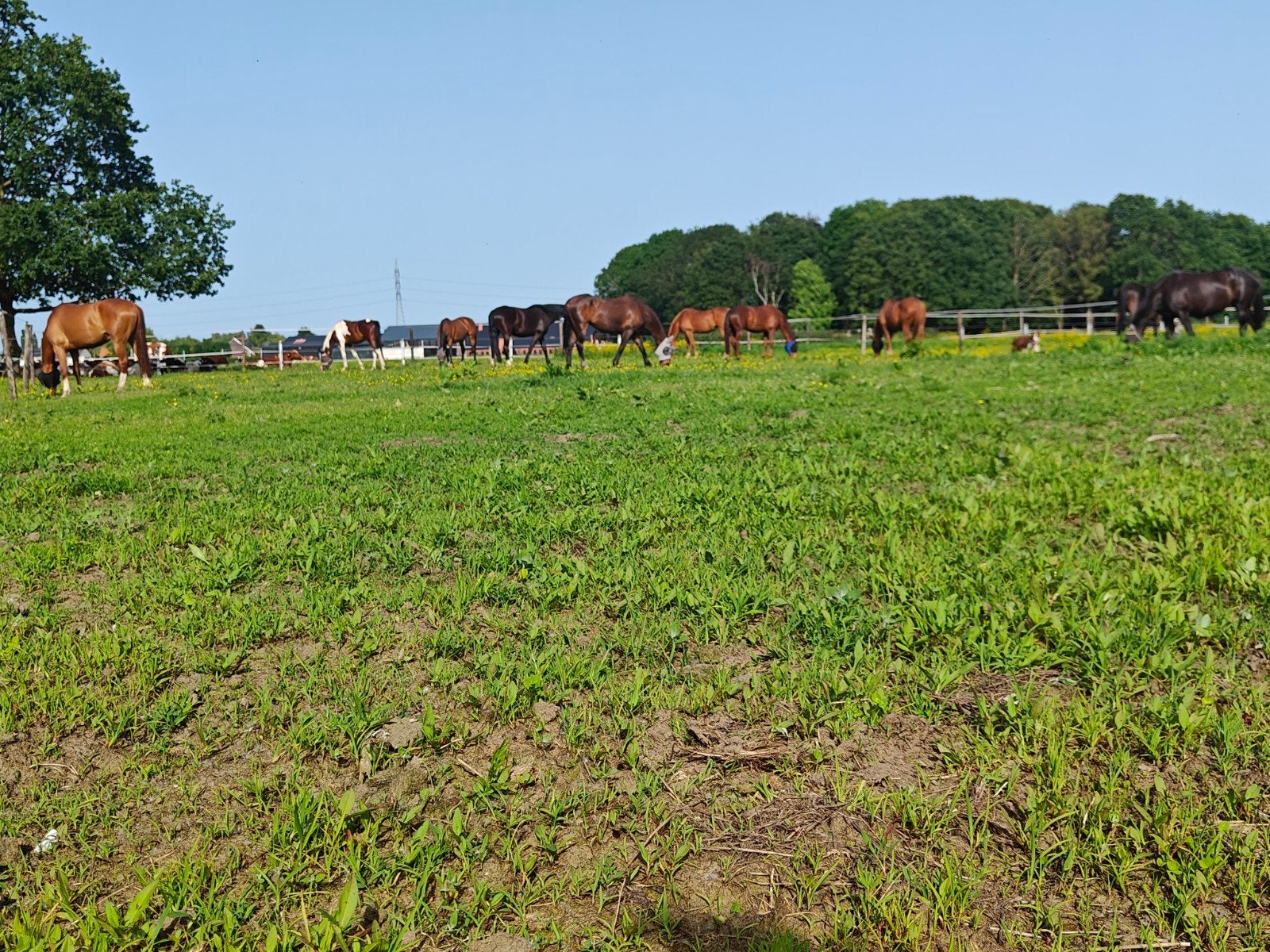 Gezocht: huis met grond/stallen/weide, Immo, Maisons à louer
