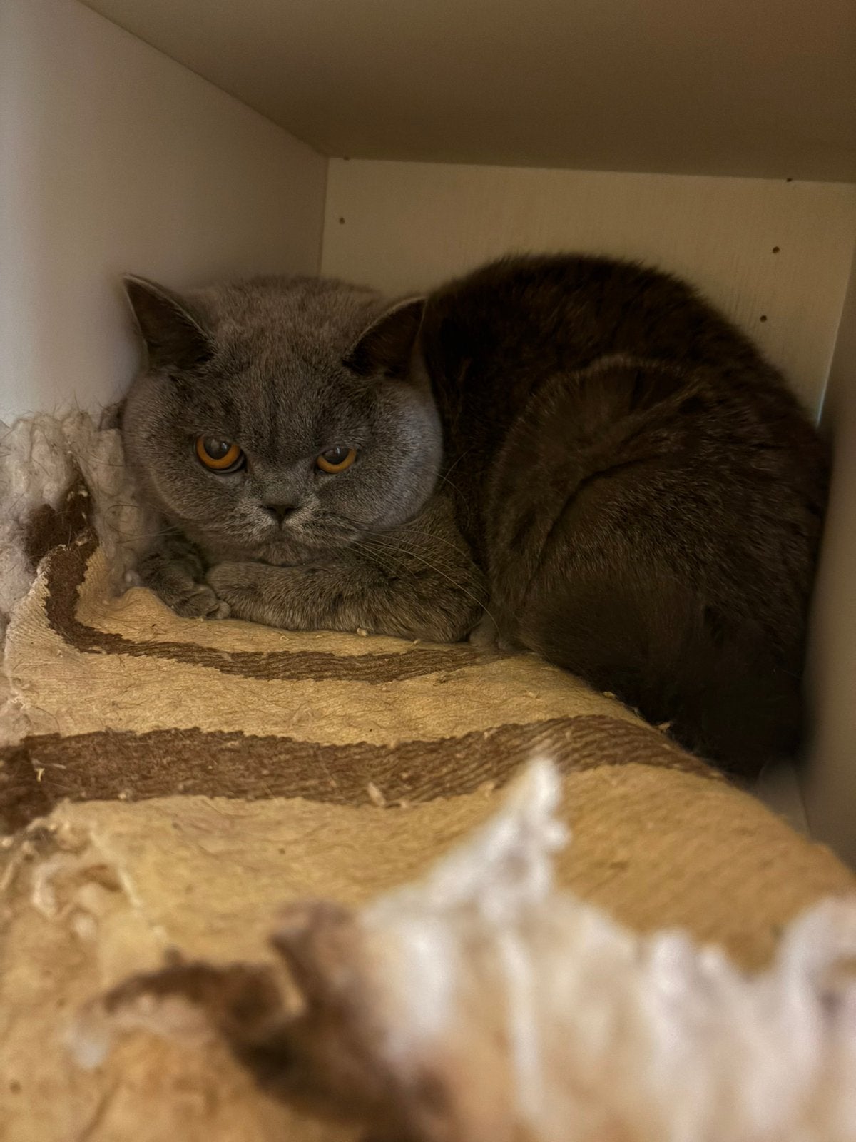 Ch.Brits korthaar Feya, Dieren en Toebehoren, Katten en Kittens | Raskatten | Korthaar, Poes, Met stamboom, 0 tot 2 jaar