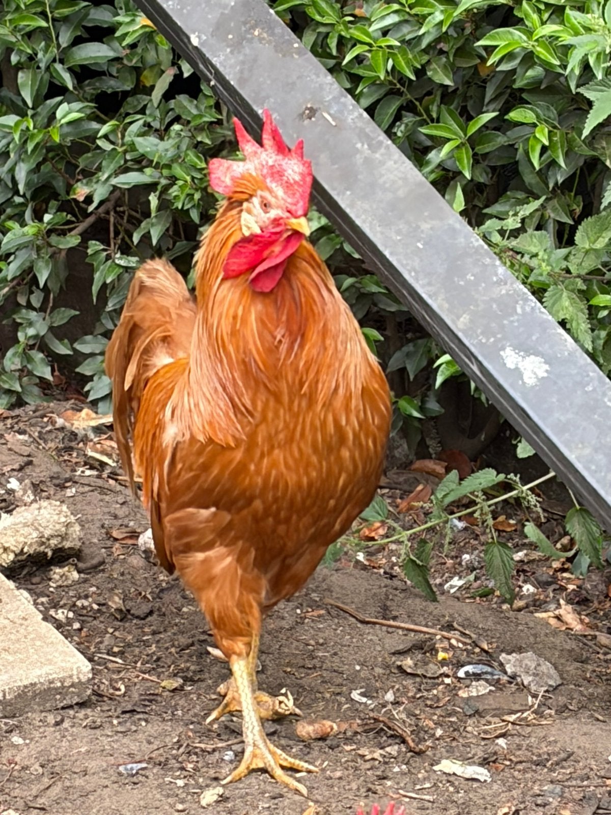 Haan leghorn buf kleur Gratis