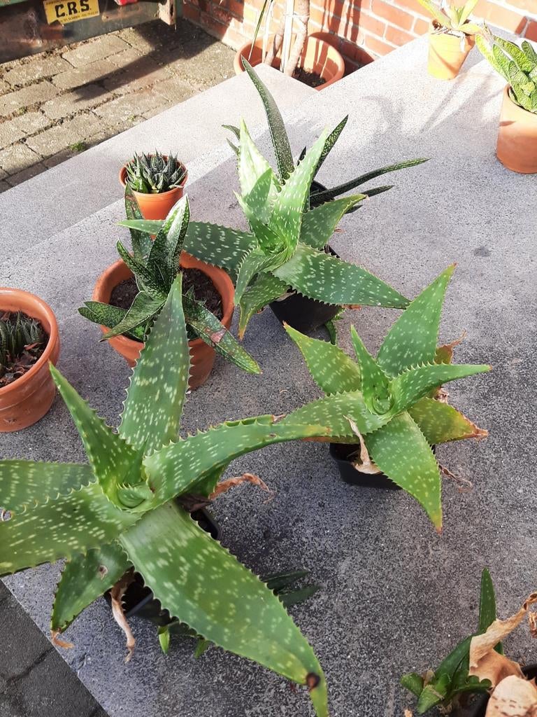 Aloe vera Planten, Tuin en Terras, Ophalen, Zomer