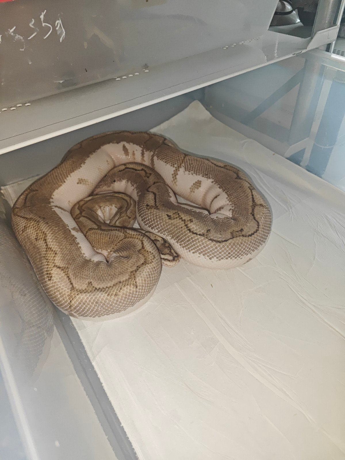 Pythons Regius Ball Python - unknown for sale from Alex Obert