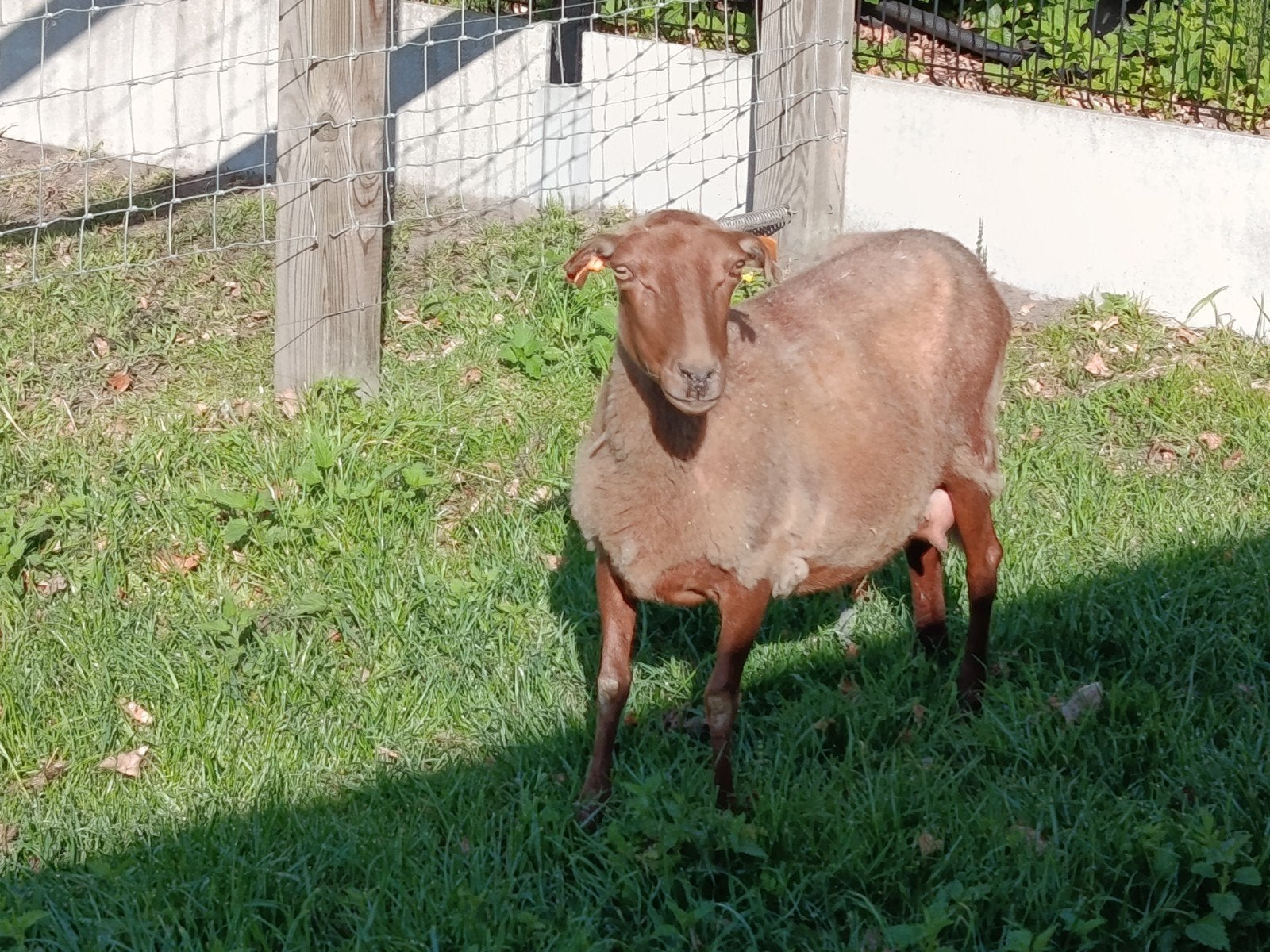 vrouwelijk schaap voskop, Dieren en Toebehoren, Vrouwelijk, Schaap