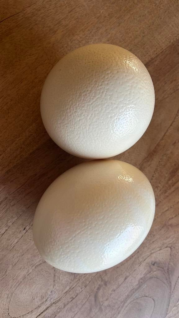 Oeufs d’autruche décoration, Enlèvement
