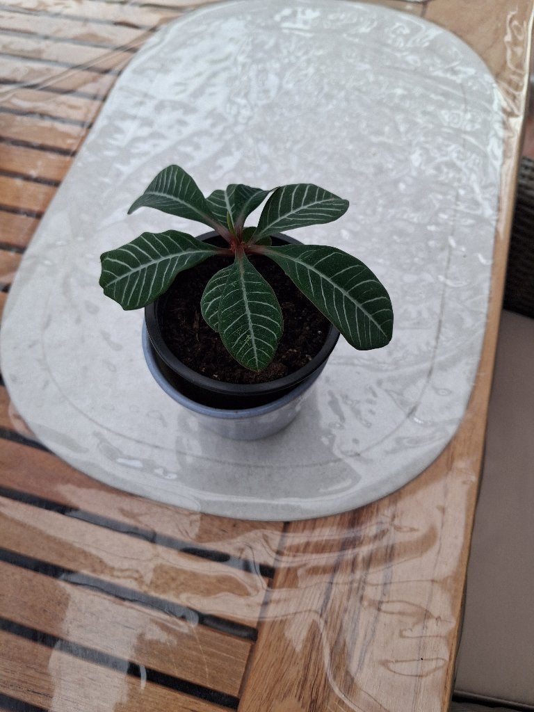 Madagascar jewel plantje, Maison & Meubles, Enlèvement, Plante succulente, Moins de 100 cm