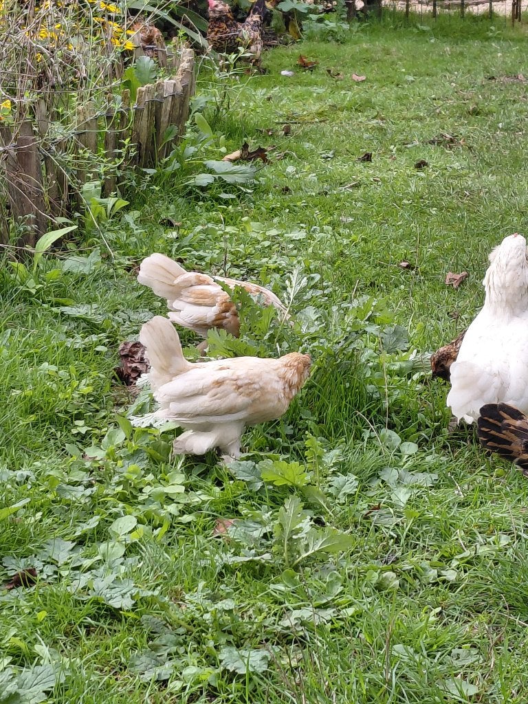 Ukkelse baardkrielen, Animaux & Accessoires, Juin, Plusieurs animaux