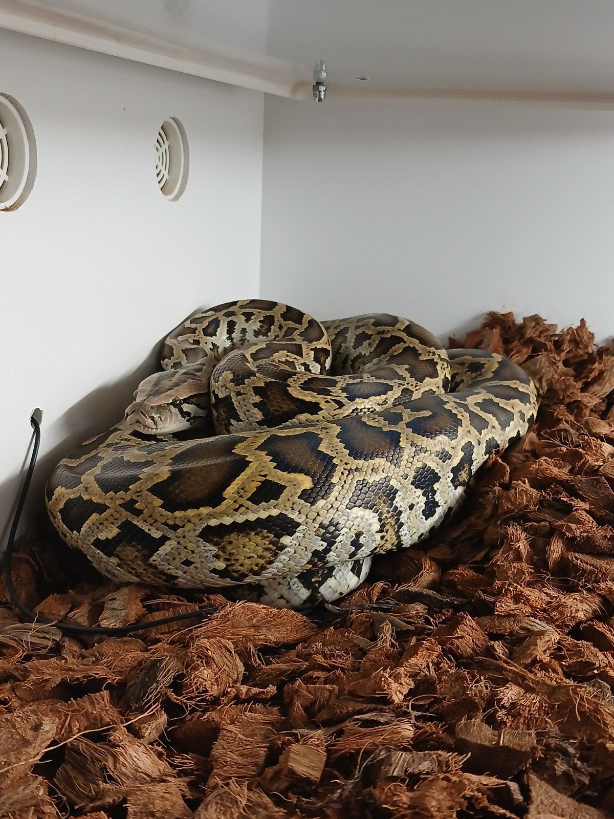 Python met terrarium, Animaux & Accessoires, Reptiles & Amphibiens, Avec terrarium
