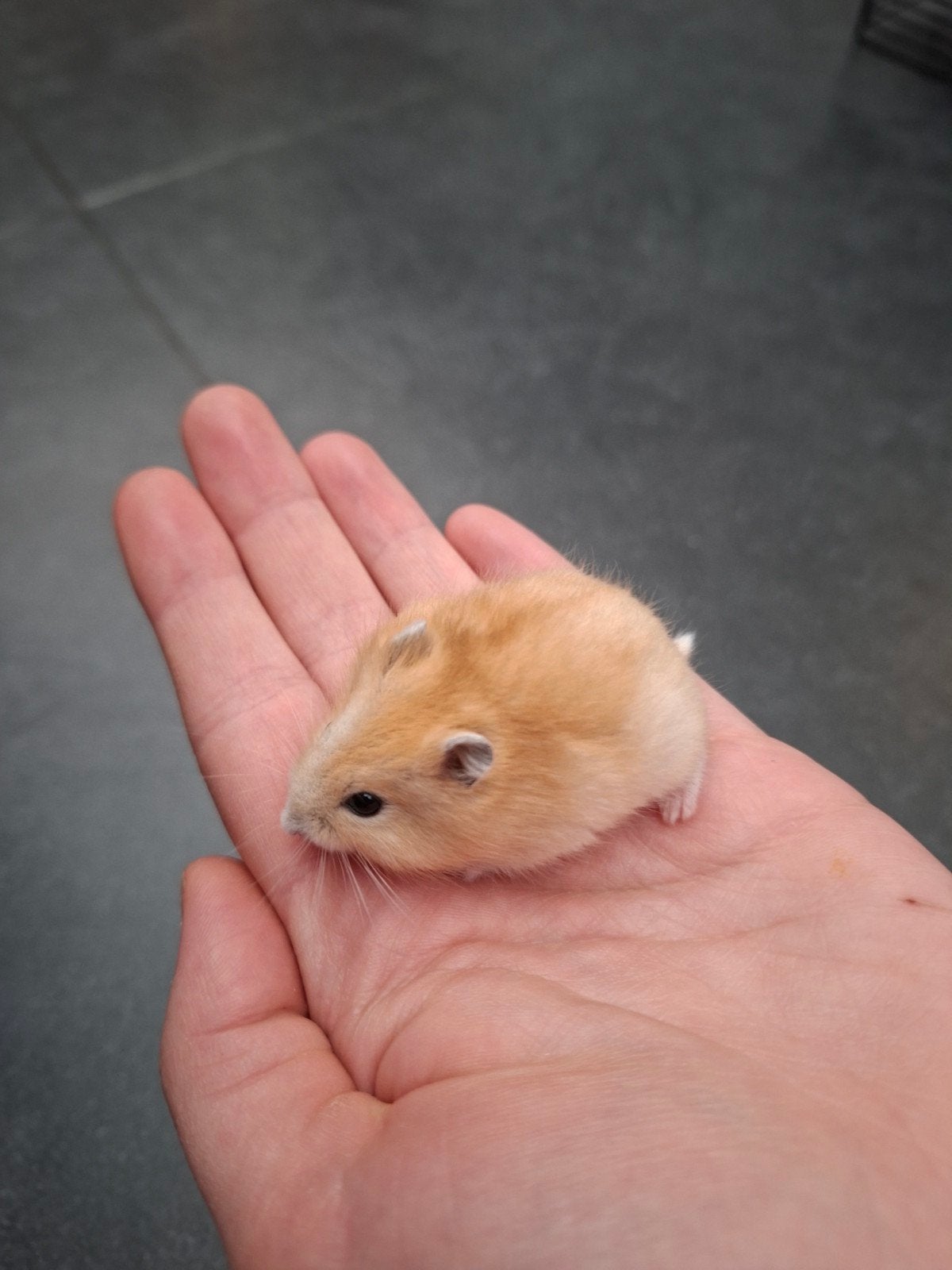 Jonge Russiche Dwerghamsters, Dieren en Toebehoren, Knaagdieren, Hamster, Juni, Meerdere dieren, Tam