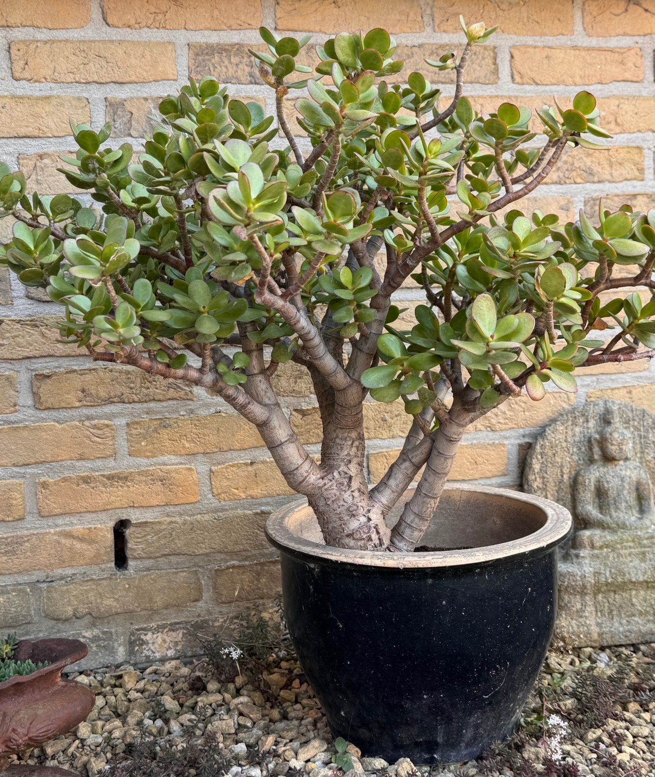 Crasulla, Tuin en Terras, Ophalen