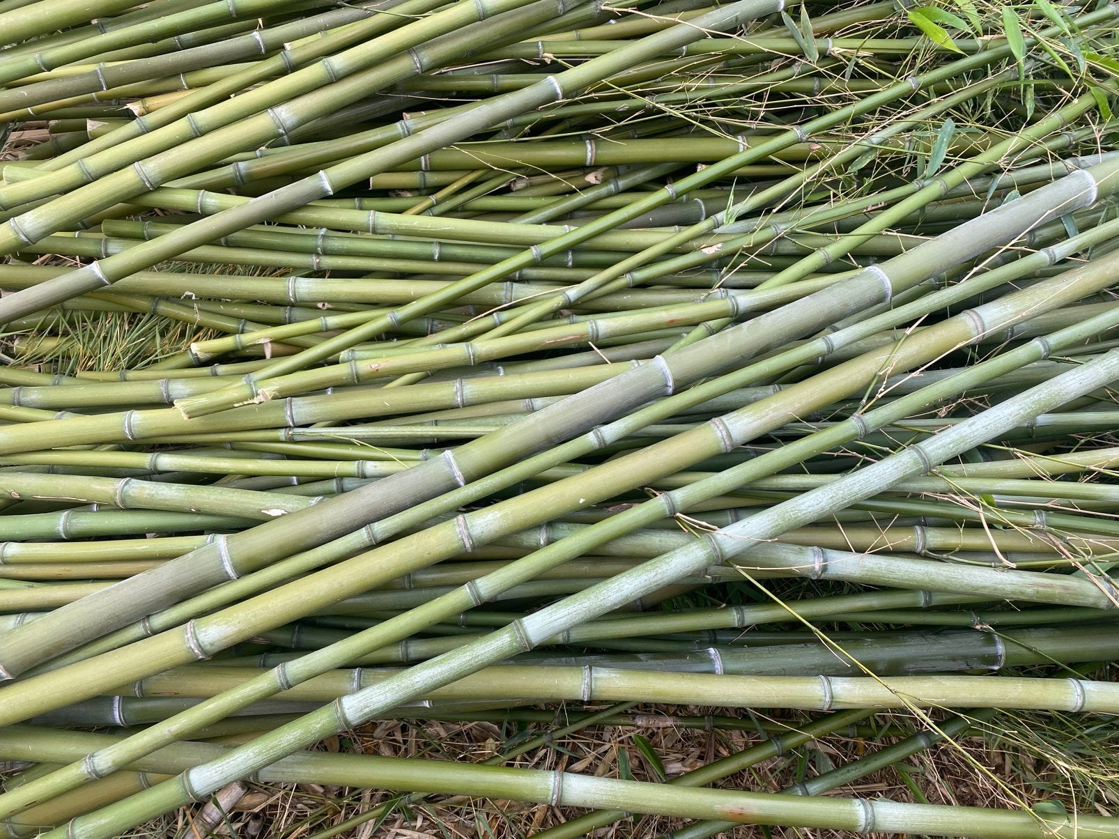 Bamboo, Ophalen
