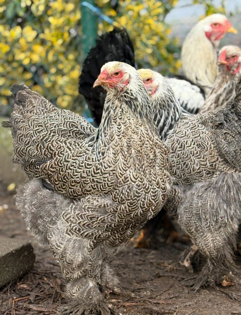 Brahma kippen, Dieren en Toebehoren, Pluimvee, Kip