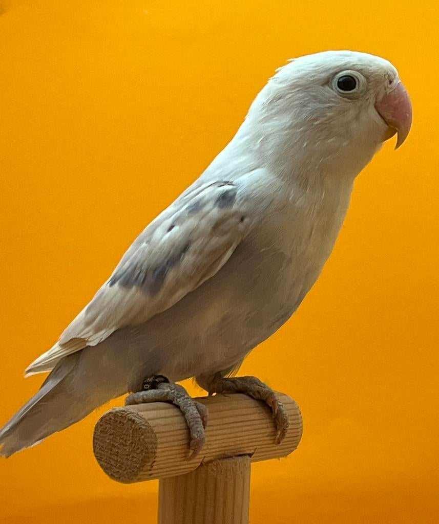Agapornis ficherie, Dieren en Toebehoren, Vogels | Parkieten en Papegaaien, Mannelijk, Dwergpapegaai of Agapornis, Geringd
