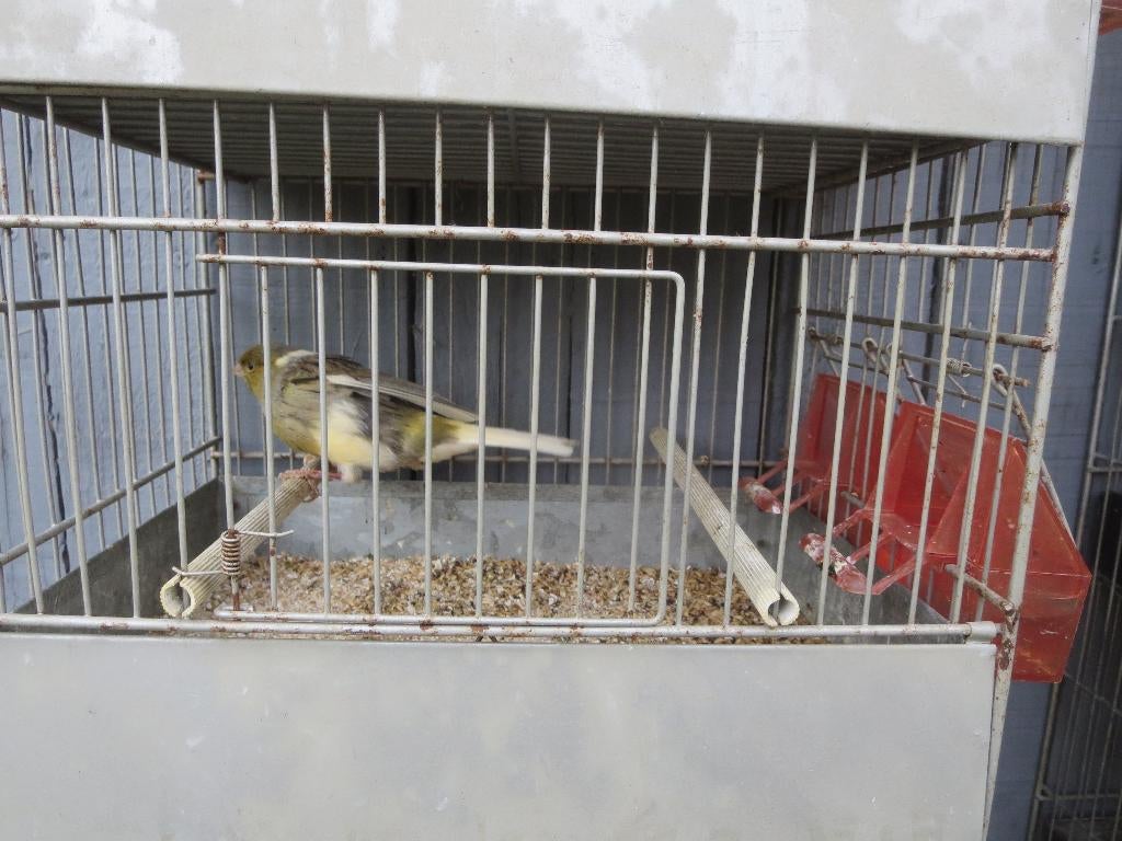 Mannelijke zingende kanarie, Dieren en Toebehoren, Mannelijk