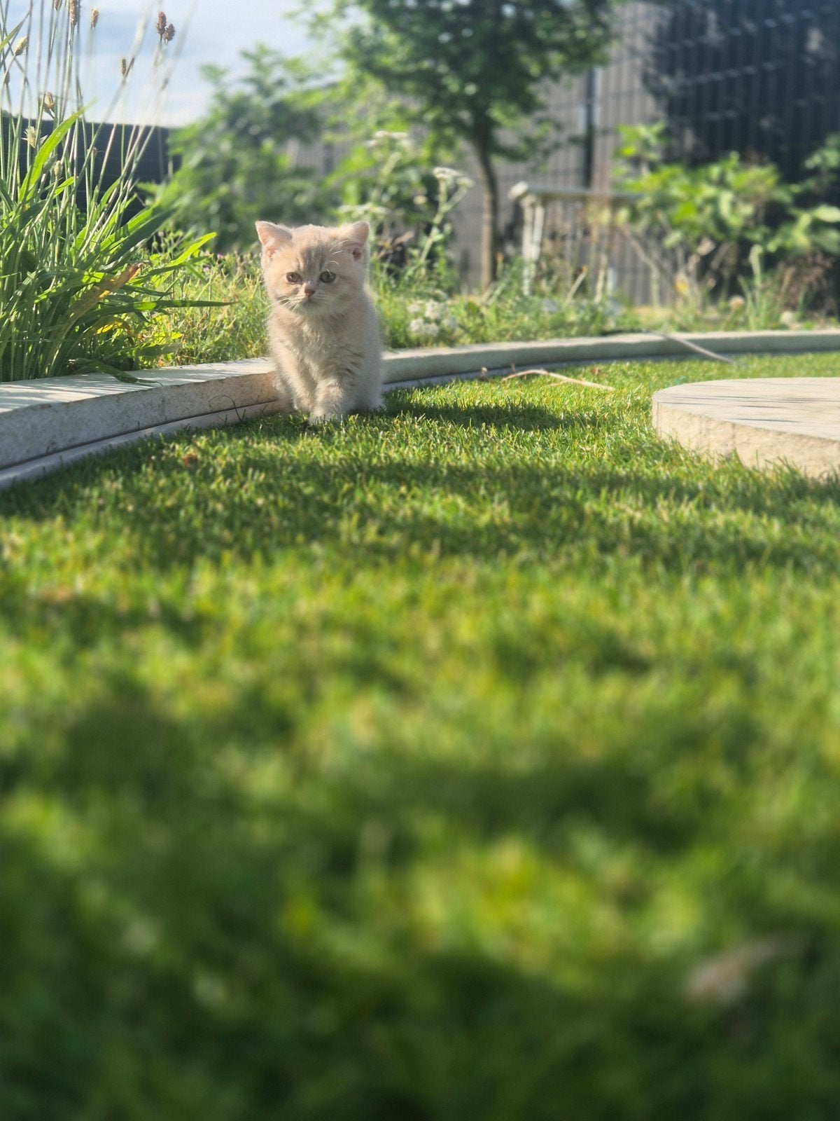 Britse korthaar kittens, Meerdere dieren, Gechipt, 0 tot 2 jaar