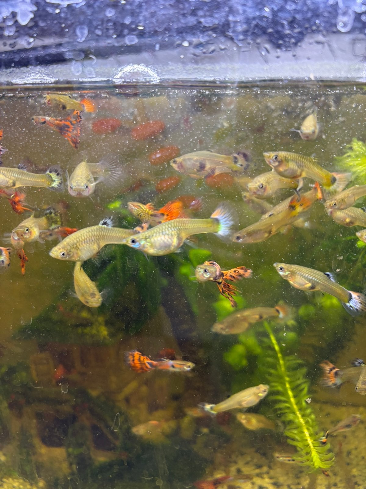 Guppy s, Dieren en Toebehoren