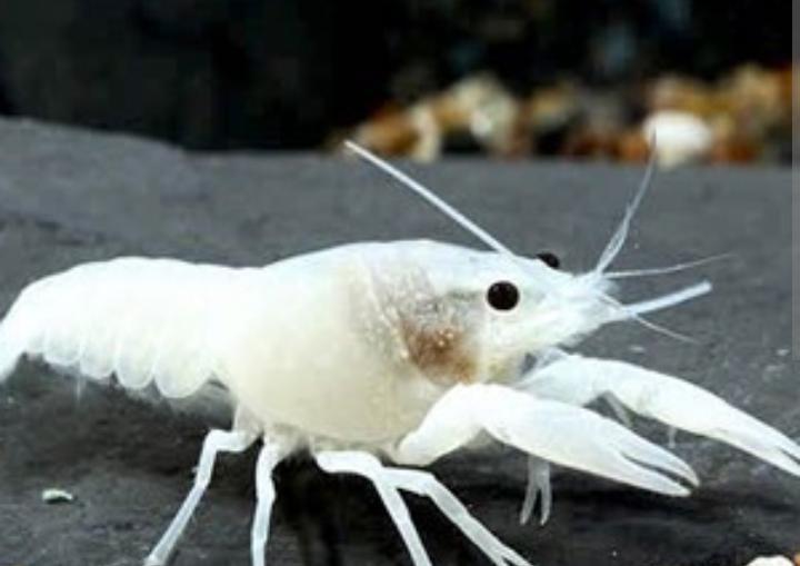 Possibilité d'expédition de homard blanc d'aquarium, Homard, Crabe ou Crevette, Poisson d'eau douce