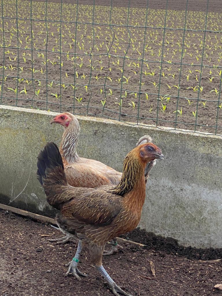 Luikse vechter, Plusieurs animaux, Poule ou poulet