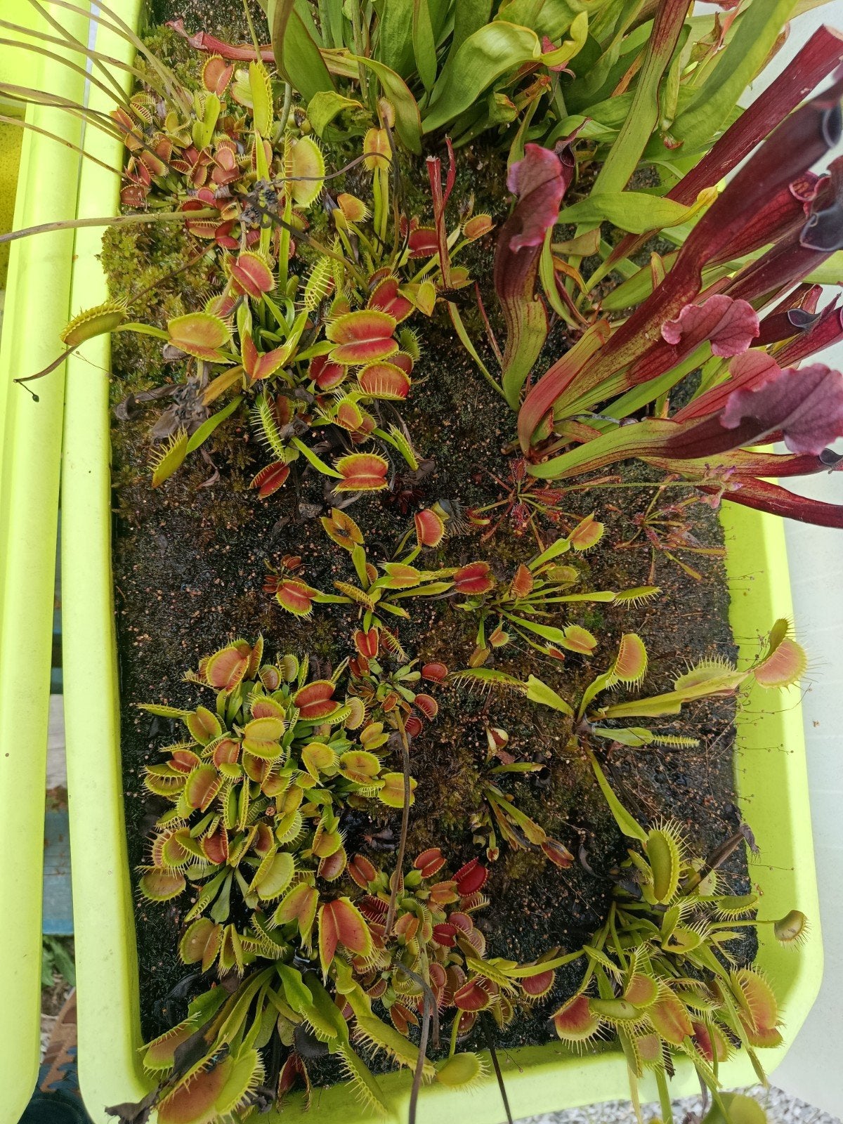 plantes carnivores ( dionnée, drosera), Jardin & Terrasse, Bulbes & Semences, Enlèvement ou Envoi, Toute l'année, Plein soleil
