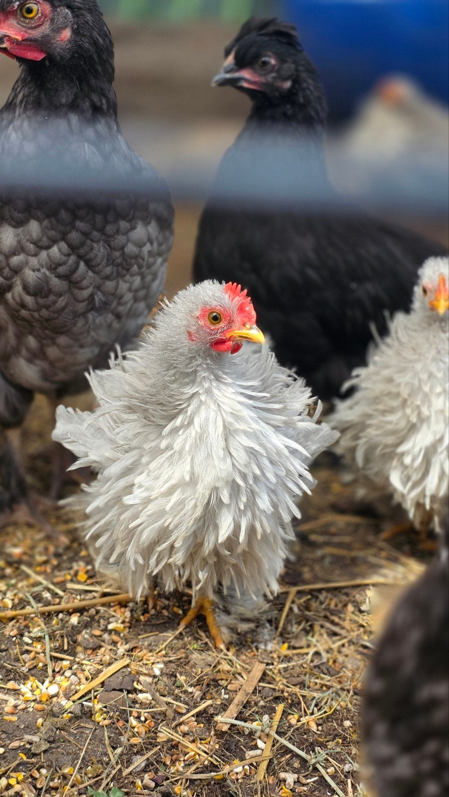 Haan cochin krulveer, Dieren en Toebehoren
