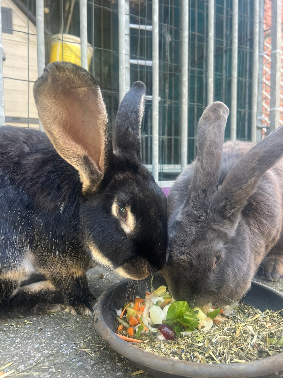Lief koppeltje Duitse Reuzen, Dieren en Toebehoren