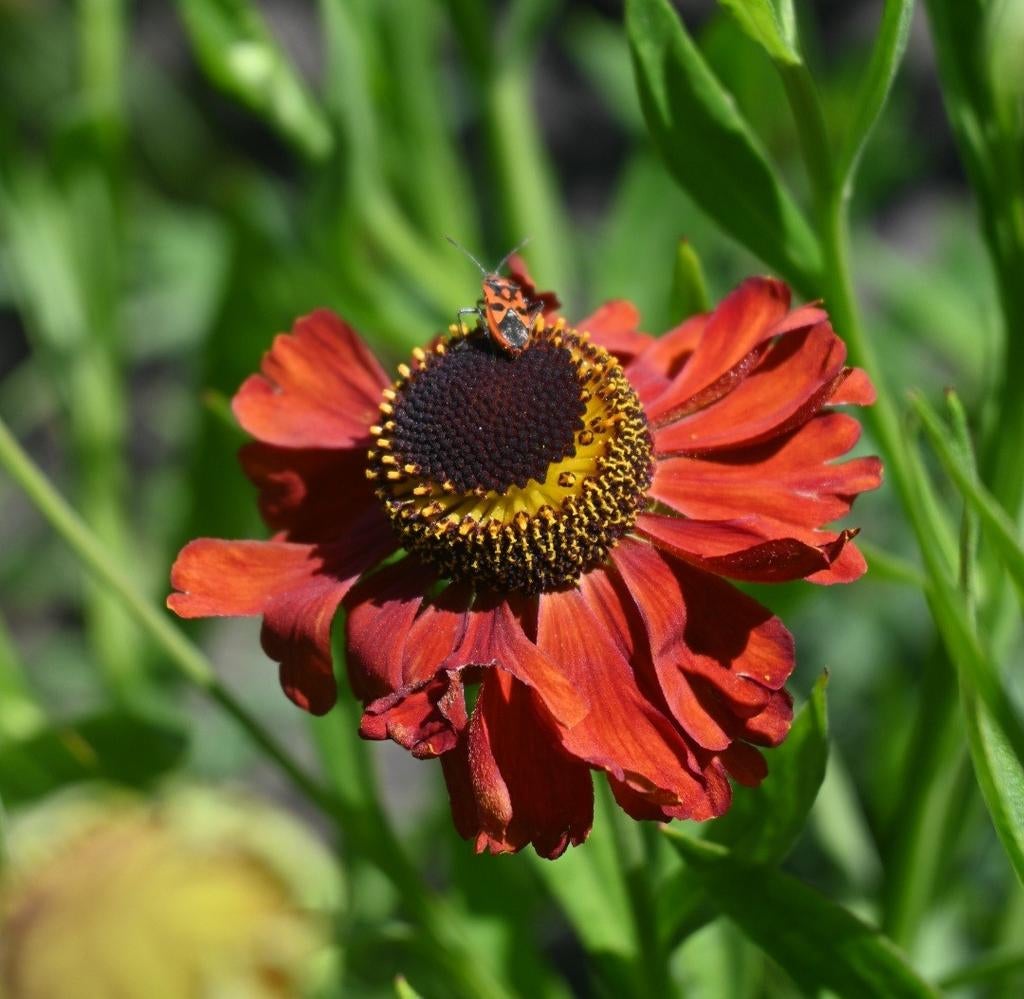 Helenium 'Meranti', Tuin en Terras, Ophalen