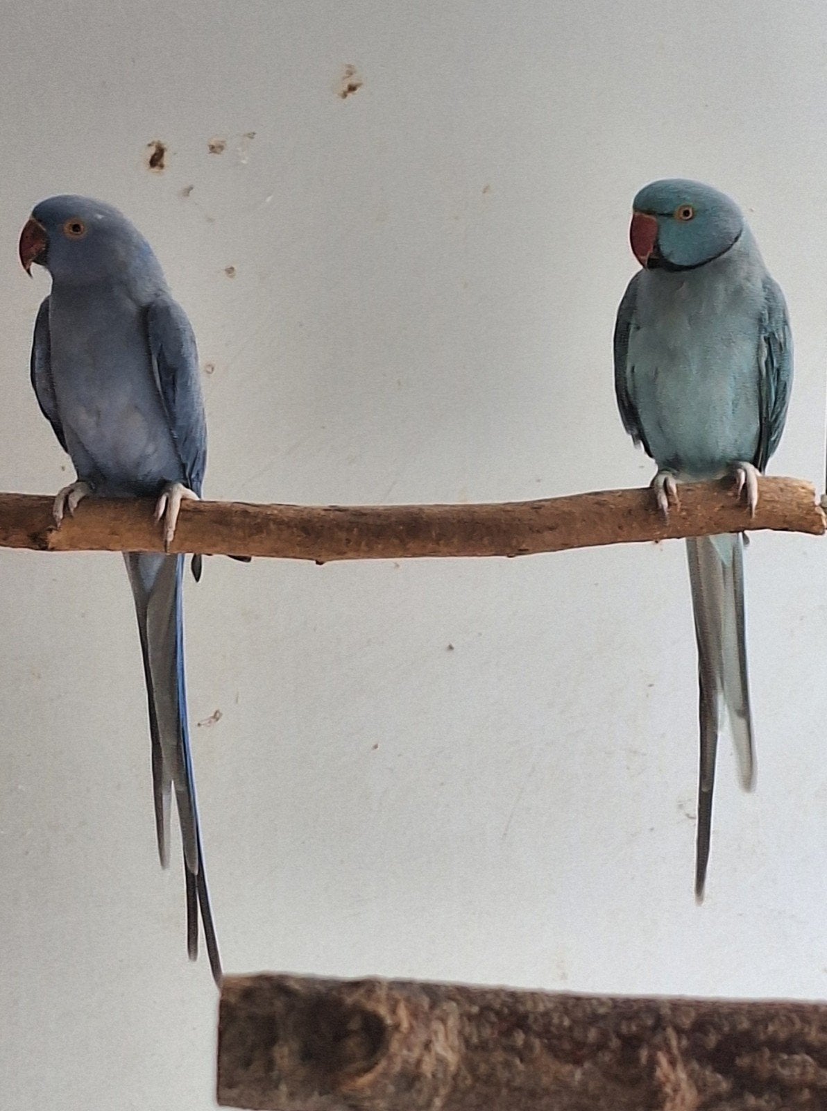 kweekrijpe halsbandparkieten blauwe kleur, Dieren en Toebehoren, Meerdere dieren, Parkiet, Geringd