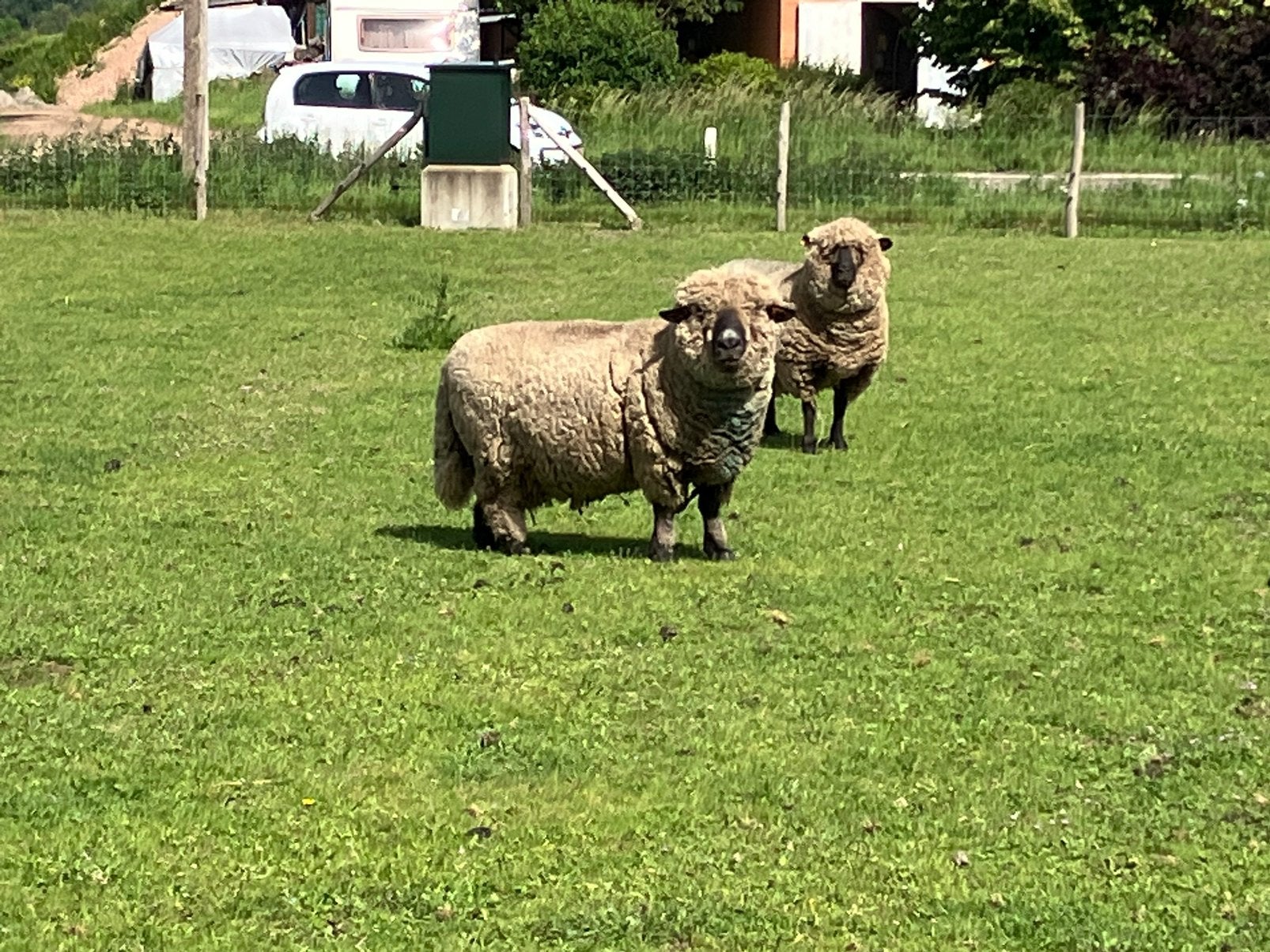 Dekram hampshire down, Dieren en Toebehoren, Schapen, Geiten en Varkens