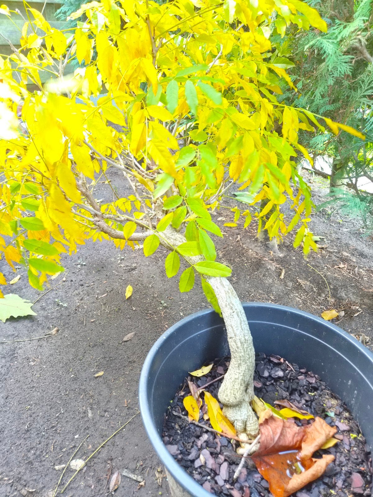 Blauwe regen., Ophalen, In pot