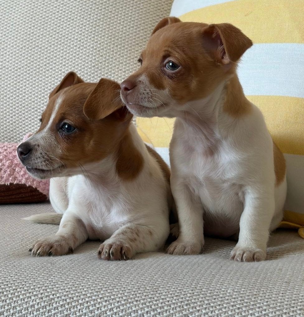 Knappe Jack Russell teefjes, Dieren en Toebehoren, België, Jack Russell Terriër, 8 tot 15 weken, CDV (hondenziekte)