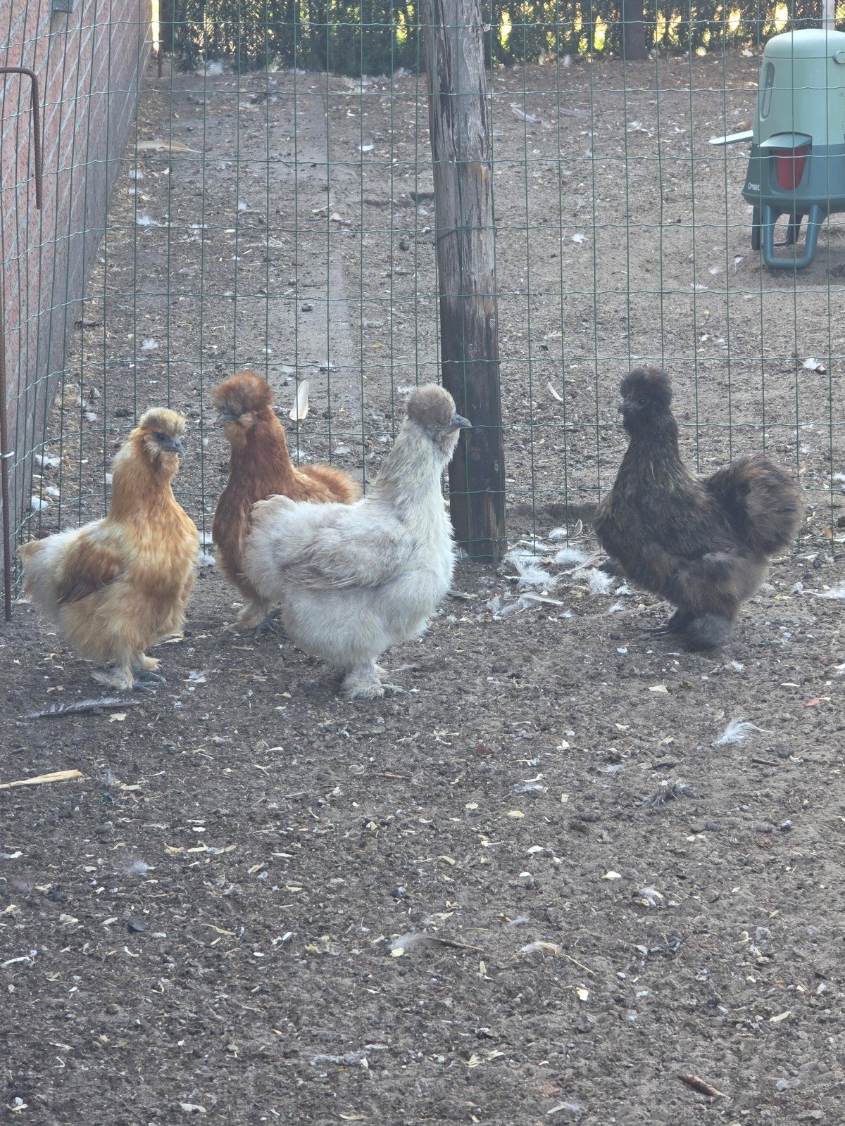 diverse kuikens en broedeieren
