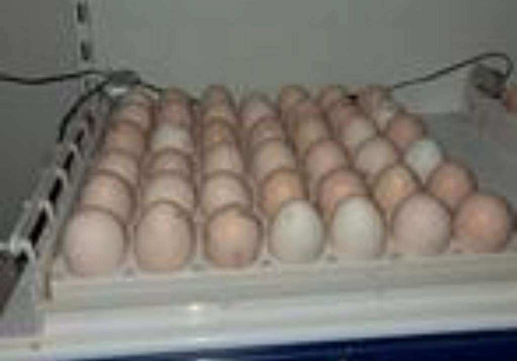 Broedeieren poule de Bresse, Dieren en Toebehoren, Pluimvee
