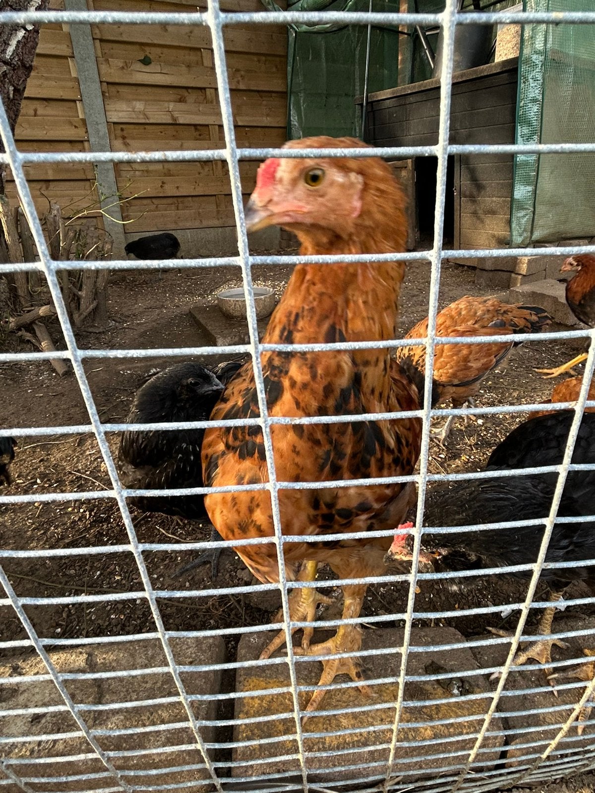 Brahma x araucana haantje, Mannelijk, Kip
