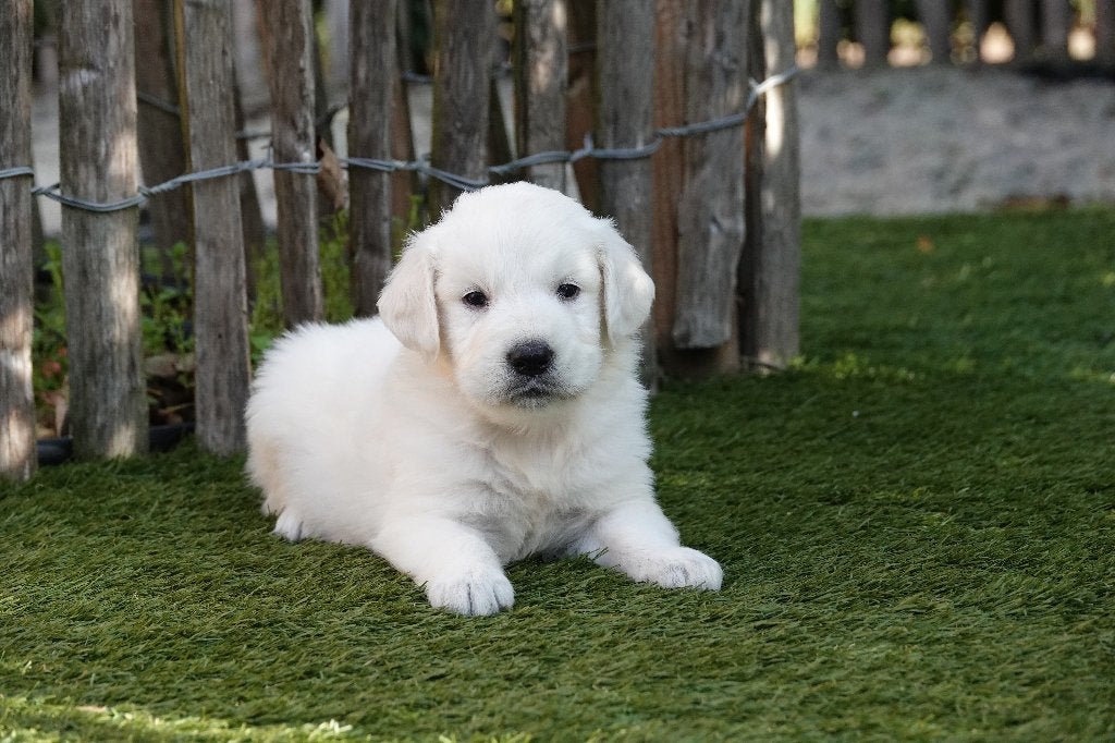 Prachtige goud/blonde Golden Retriever pups, met stamboom, Golden retriever, België, CDV (hondenziekte), 8 tot 15 weken