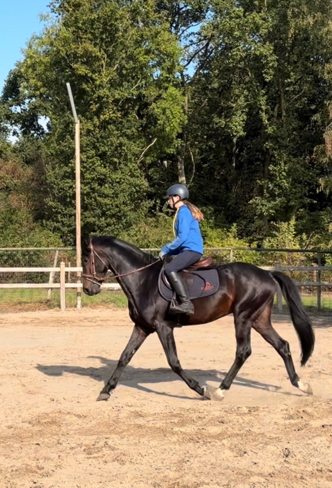 Ronan w, Animaux & Accessoires, Étalon