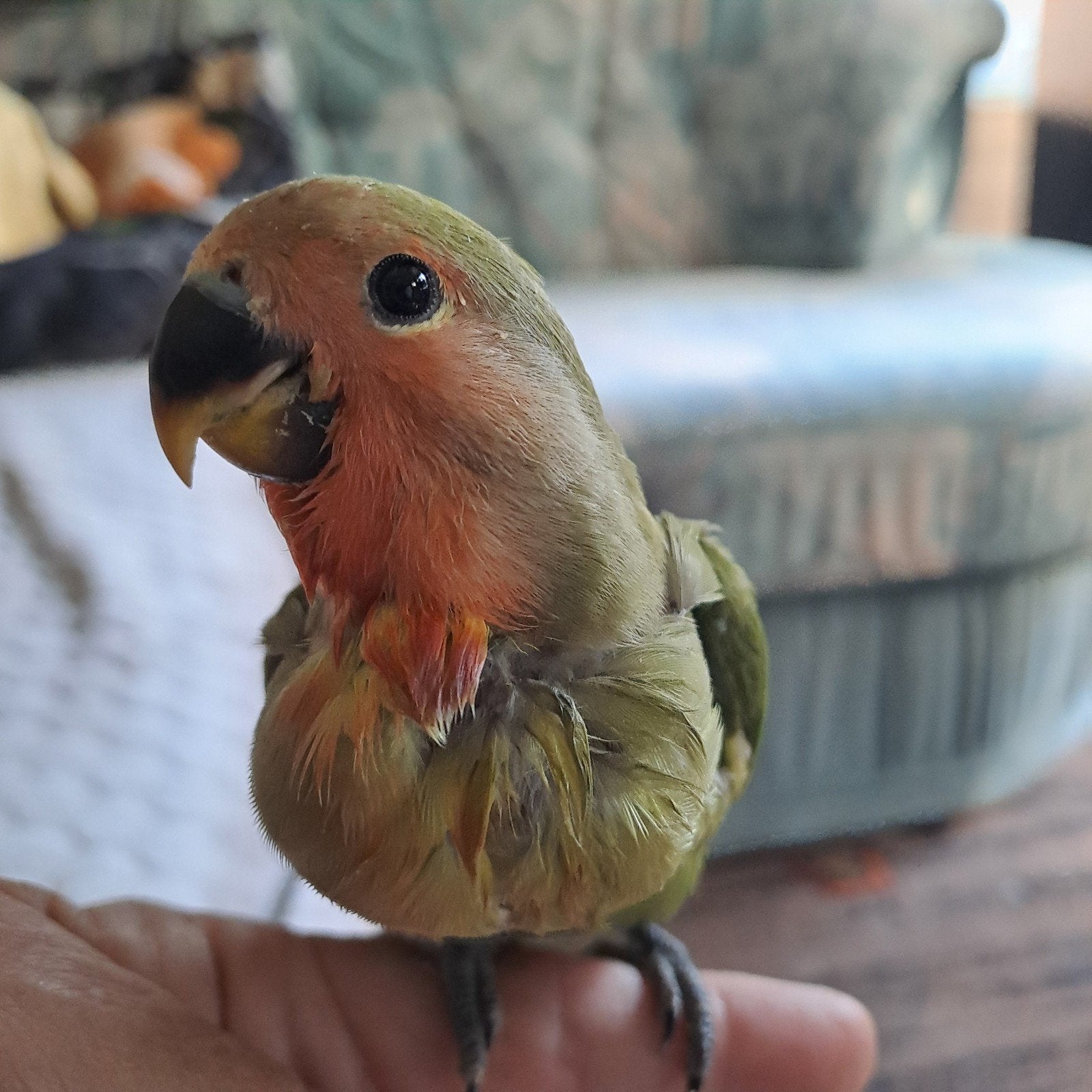 handtamme agapornis roseicollis, Dieren en Toebehoren, Geslacht onbekend, Dwergpapegaai of Agapornis, Tam
