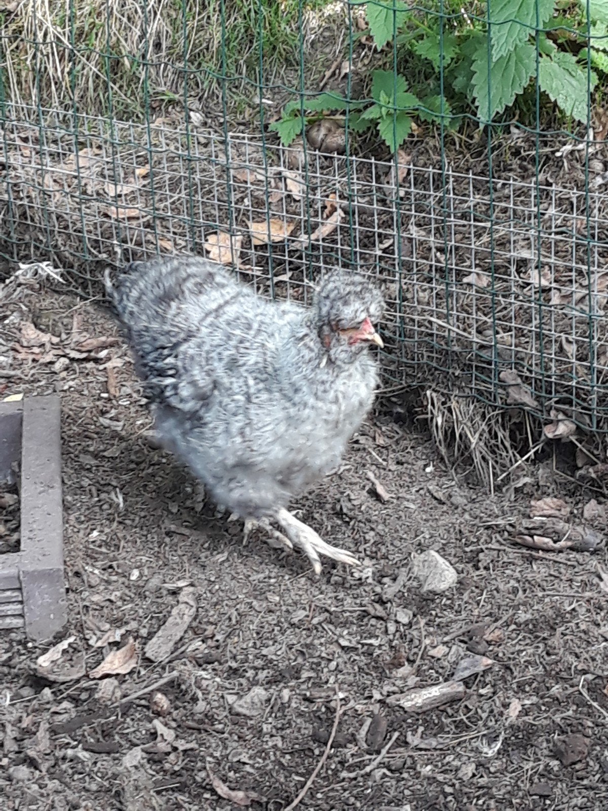 Coq soie, Enlèvement