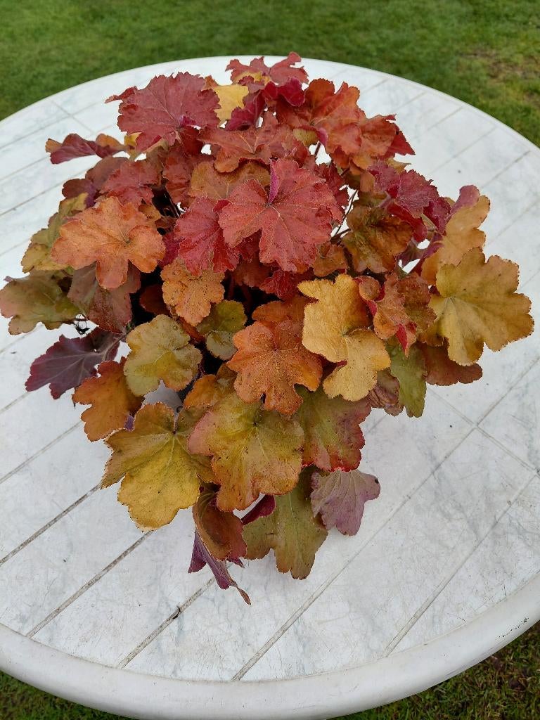 Heuchera Caramel, Ophalen, Halfschaduw