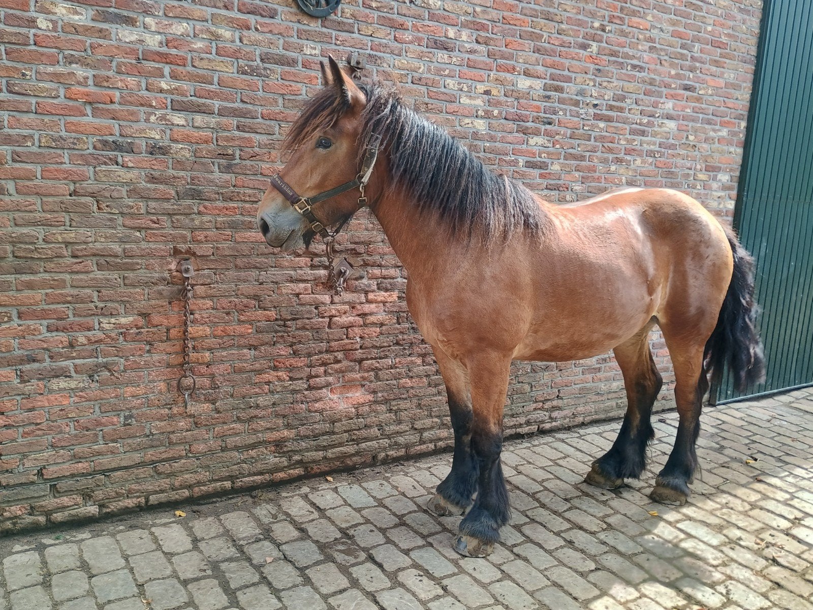 Trekpaard merrie 2jaar, Dieren en Toebehoren, Paarden, Merrie, 0 tot 2 jaar, Gechipt, 160 tot 165 cm