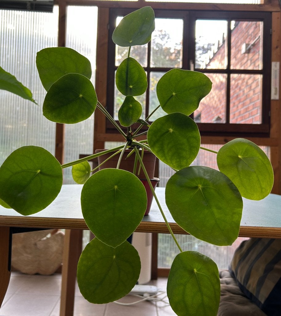 Plante à crêpes, Plante à fleurs, Enlèvement, Ombre partielle