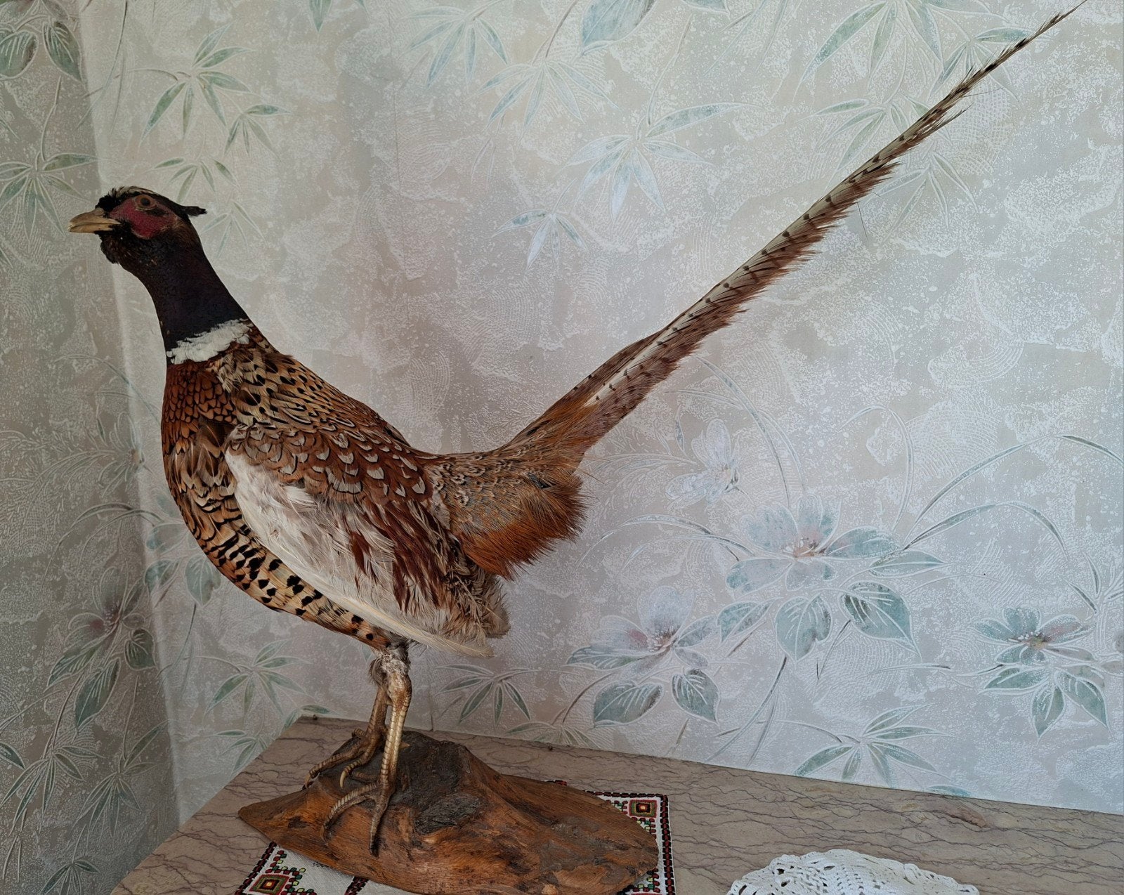 Taxidermie - fazant, Antiek en Kunst, Ophalen