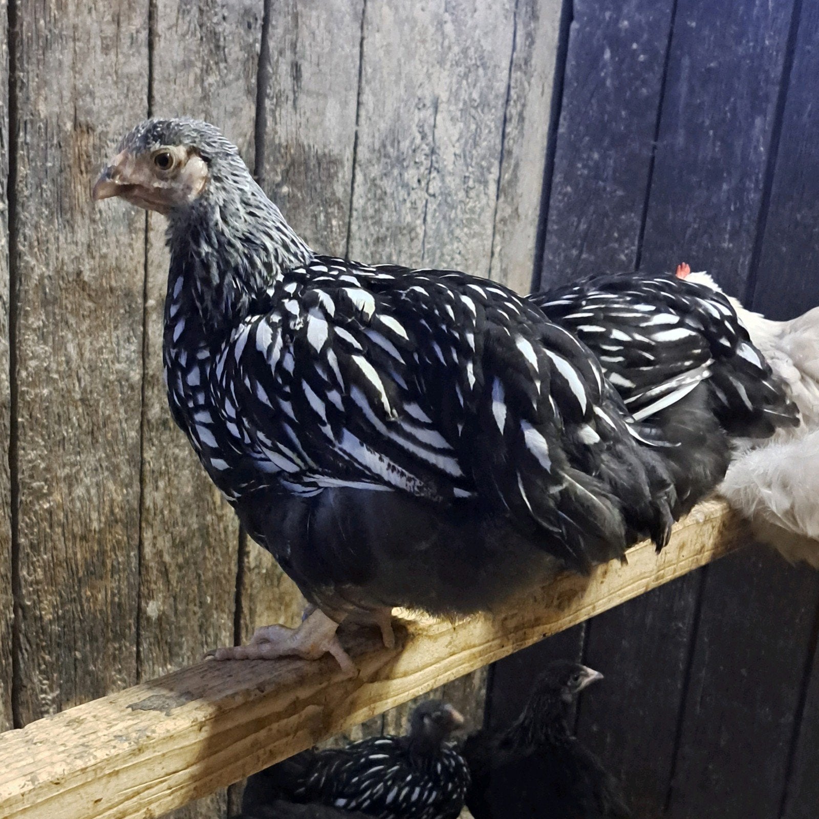 Wyandotte groothoender zilver zwart gezoomd, Dieren en Toebehoren, Pluimvee