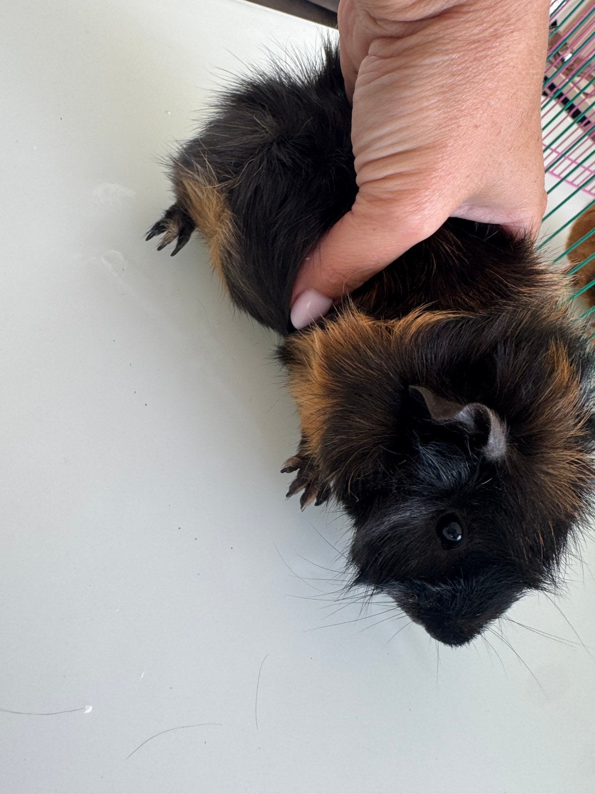 4 schattige cavia’s te koop, Animaux & Accessoires, Avril, Sexe inconnu, Cobaye