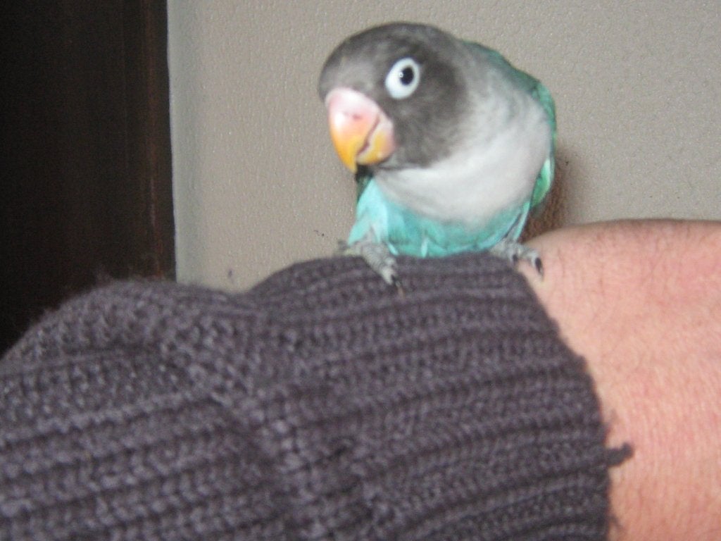 handtamme dwergpapegaai, Meerdere dieren, Dwergpapegaai of Agapornis, Tam