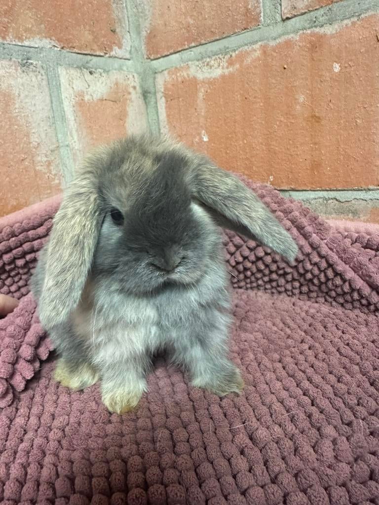 Minilop voedster, Dieren en Toebehoren, Konijnen, Vrouwelijk, Dwerg, Hangoor, 0 tot 2 jaar