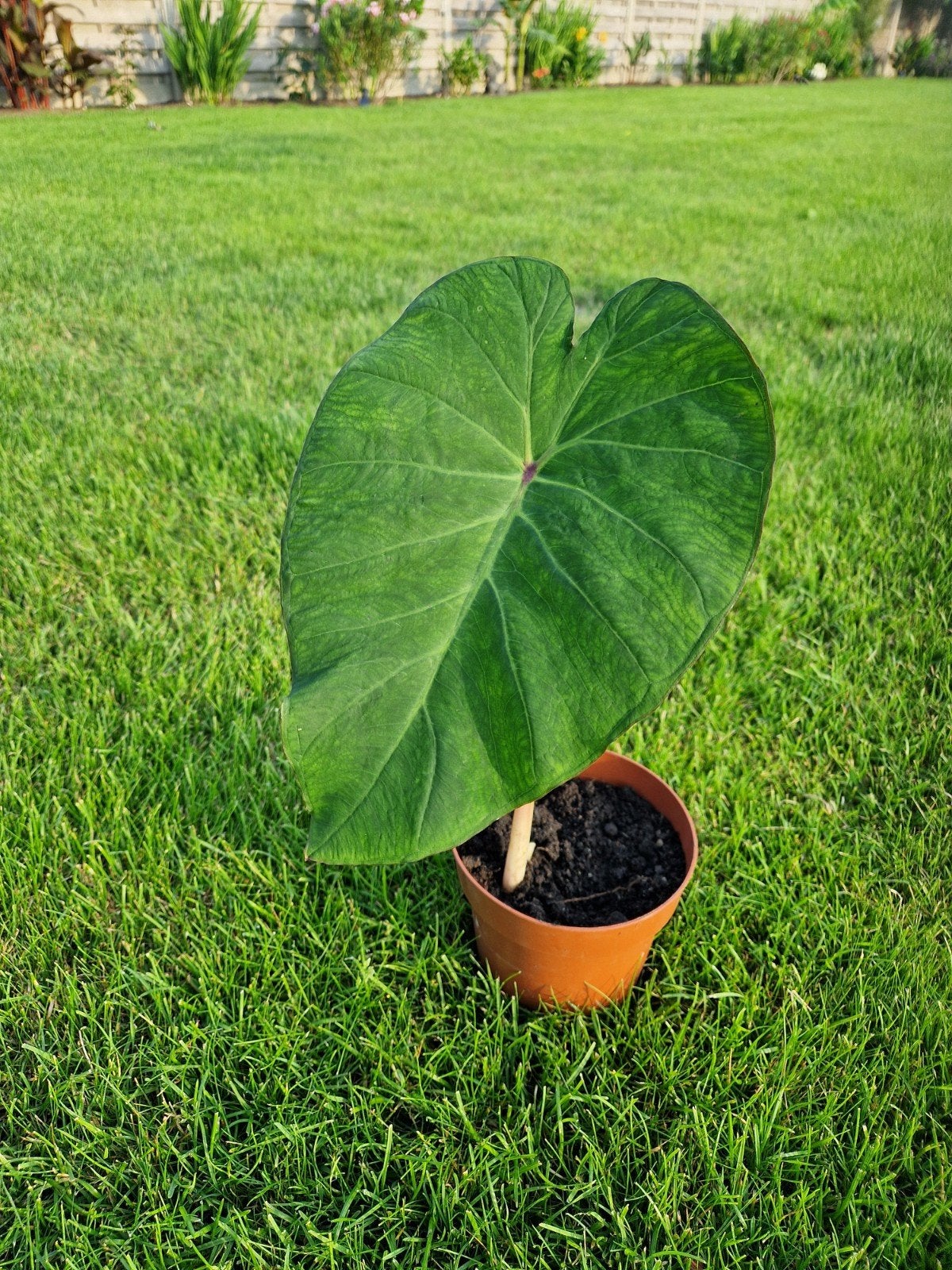 Colocasia pink china, Tuin en Terras, Ophalen, Vaste plant, Overige soorten, Halfschaduw