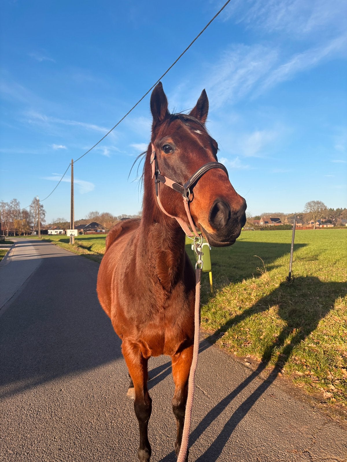 Merrie 5 jaar, Dieren en Toebehoren, Merrie, Zadelmak